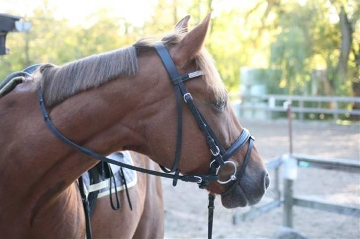 Anden særlig race Pieter (Picasso) solgt)': -  .Picasso har liget fået øje på noget spændene. :D Fotograf: Louise Jensen. billede 16