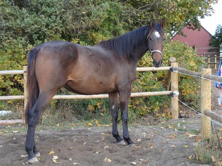 Dansk Varmblod It's A Star >Solgt< billede 2