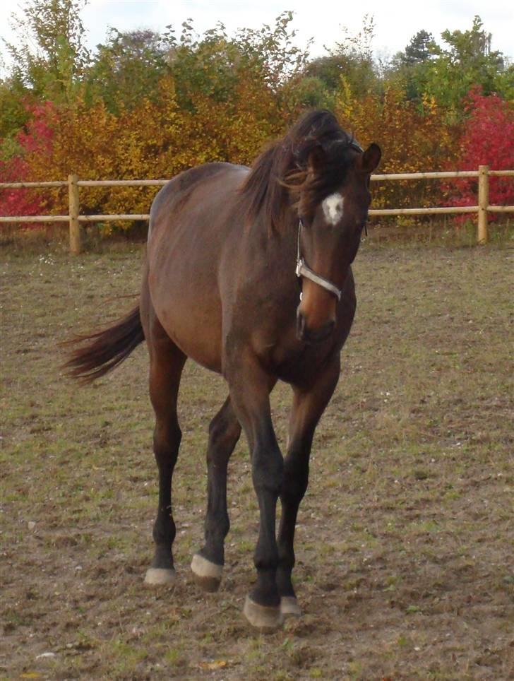 Dansk Varmblod It's A Star >Solgt< billede 3