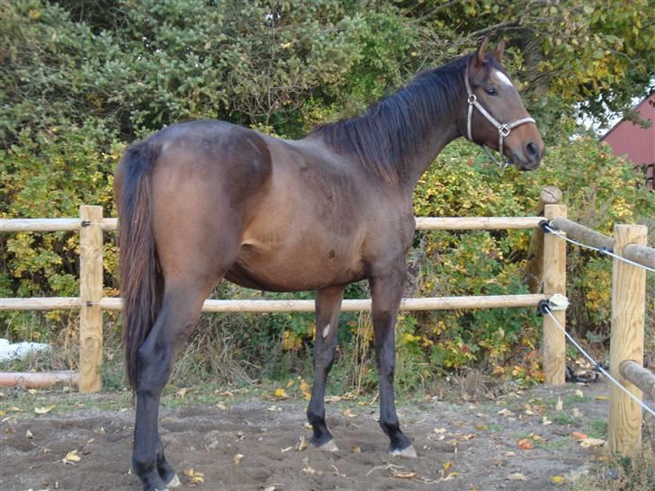 Dansk Varmblod It's A Star >Solgt< billede 5