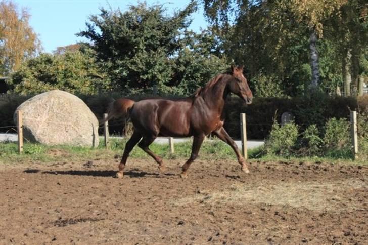 Dansk Varmblod Juvel Mols (Passer hest) billede 15