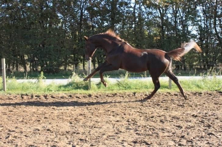 Dansk Varmblod Juvel Mols (Passer hest) billede 16