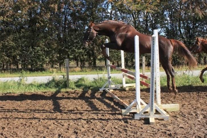 Dansk Varmblod Juvel Mols (Passer hest) billede 19