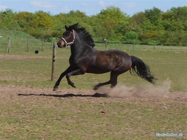 Anden særlig race Bella-Girl. *SOLGT* - en lille galop. <3 billede 9