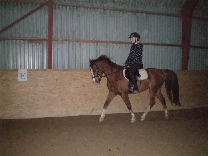 DSP ZIWAGO - Dressur da jeg fik ham. billede 2