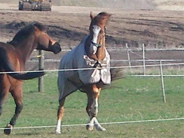 DSP ZIWAGO - Vildhesten... :D billede 3