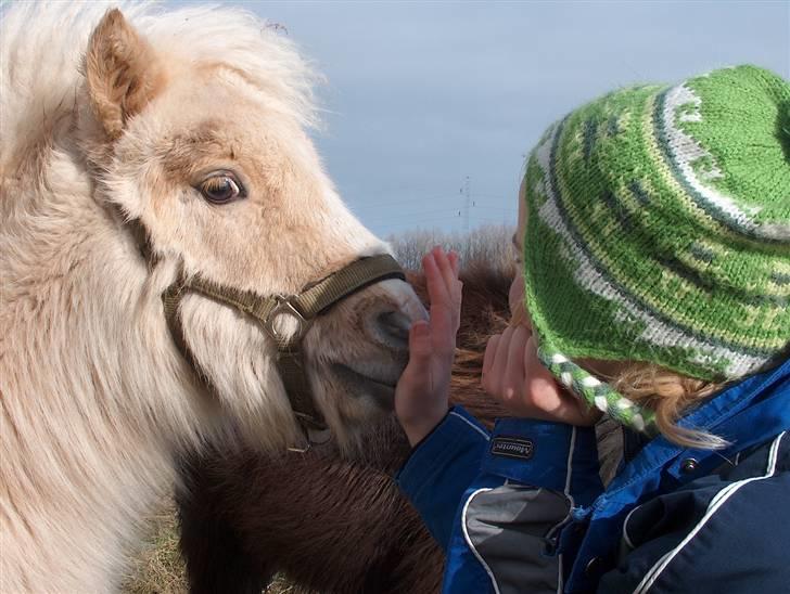 Shetlænder Thor á Holte ***SOLGT*** billede 18
