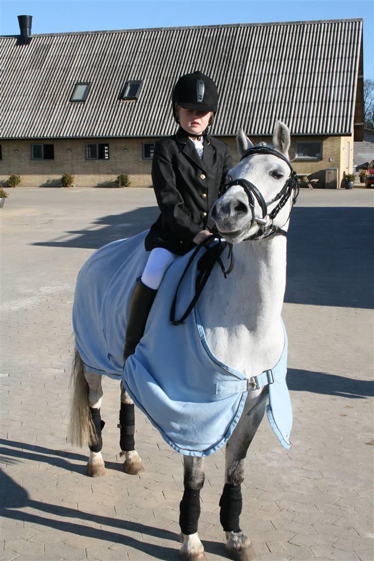 Welsh Pony af Cob-type (sec C) Korreborgs Rubin (Solgt) - Mit første stævne. 10 april 2010 på Morsø Rideskole billede 1