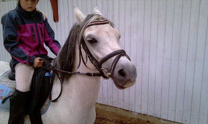 Welsh Pony af Cob-type (sec C) Korreborgs Rubin (Solgt) billede 4