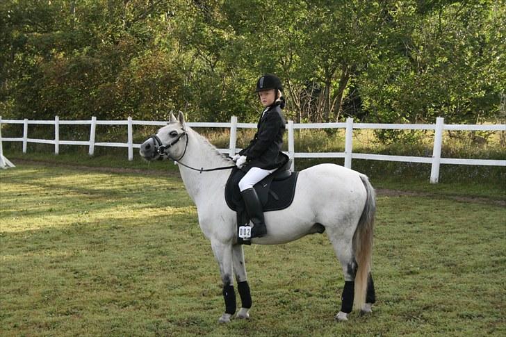 Welsh Pony af Cob-type (sec C) Korreborgs Rubin (Solgt) - rubin jeg elsker dig billede 8