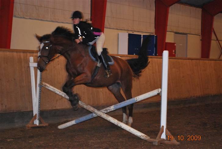 Dansk Varmblod Shirley R.I.P Fra d 21/10 - Spring fra d 19 oktober :) super lærenem hest, hun sprang tempo også og hun forstod det første gang hun skulle over. første gang hun springer tempo billede 17