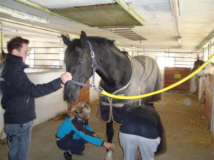 Hannoveraner Don Ferdinand ( R.I.P) billede 4