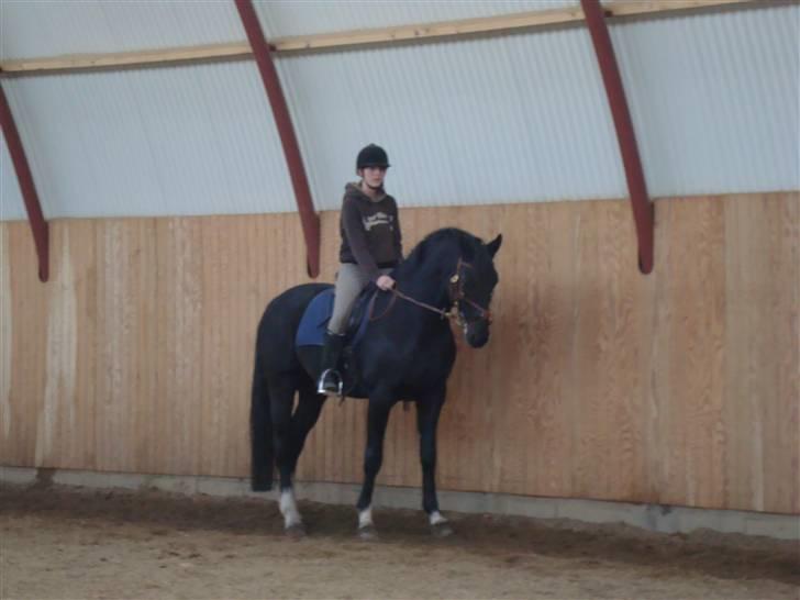 Hannoveraner Don Ferdinand ( R.I.P) - Første ride tur efter han blev min ;) billede 8