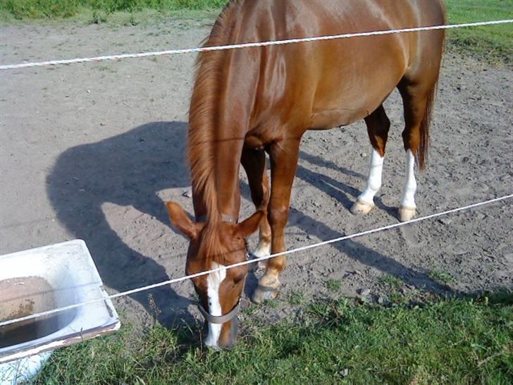 DSP Fruetoftens Lucky. xpart billede 17