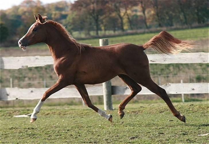 Arabisk fuldblod (OX) Amicelli OS * SOLGT * billede 10