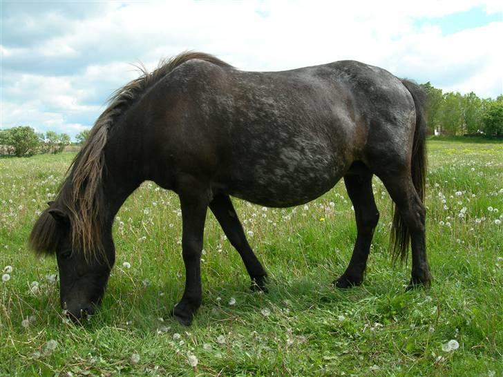 Islænder Væna Frekja fra Tindbæk - Væna i juni 2009 billede 4