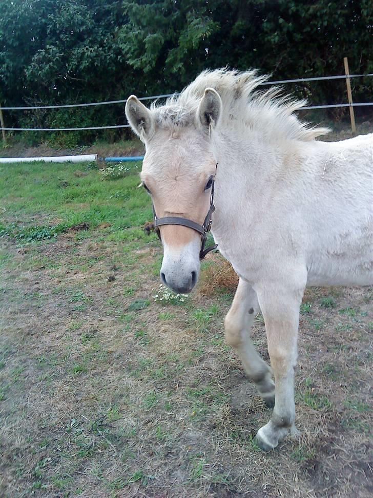 Fjordhest Matica Mousse(Solgt) billede 1