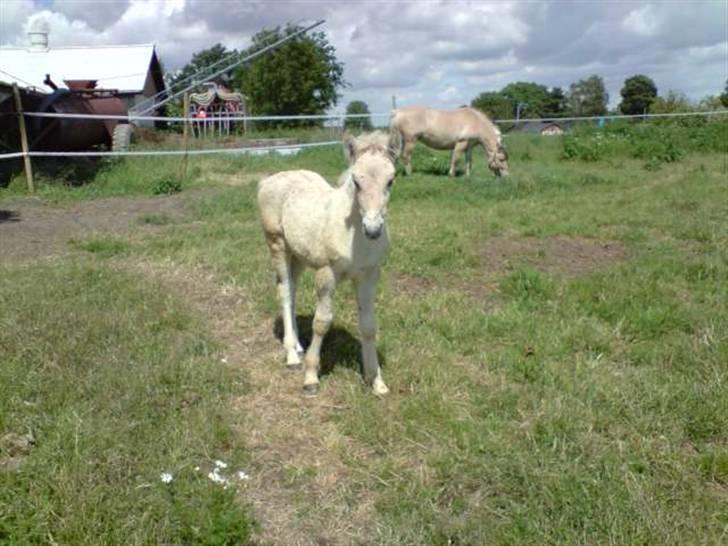Fjordhest Matica Mousse(Solgt) billede 2