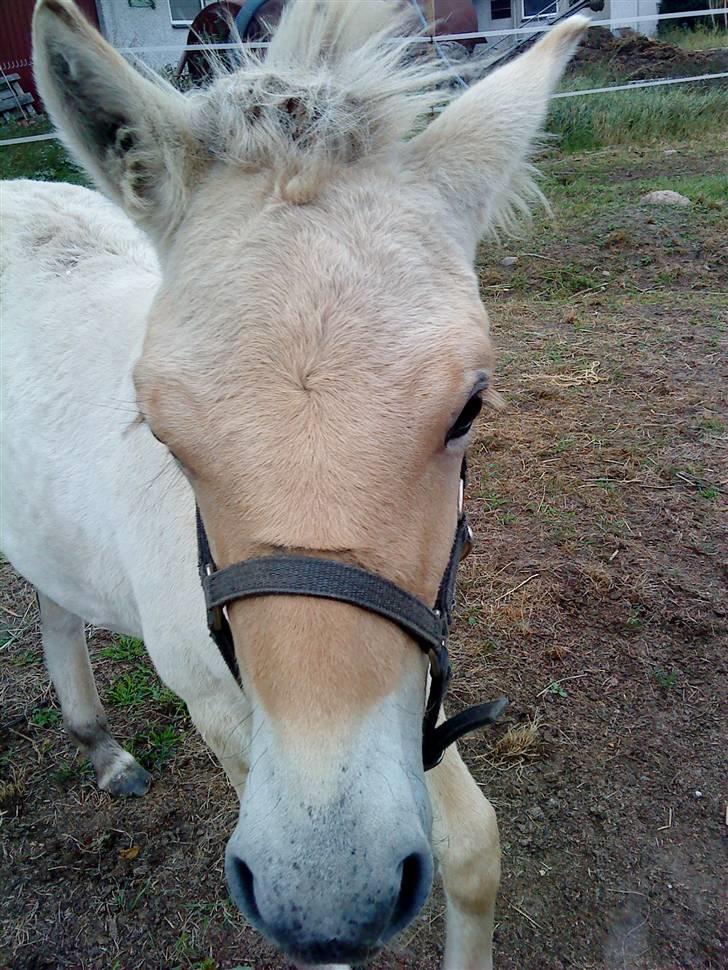 Fjordhest Matica Mousse(Solgt) billede 3