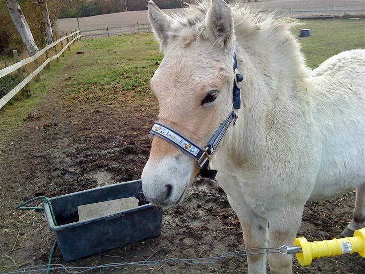 Fjordhest Matica Mousse(Solgt) billede 4