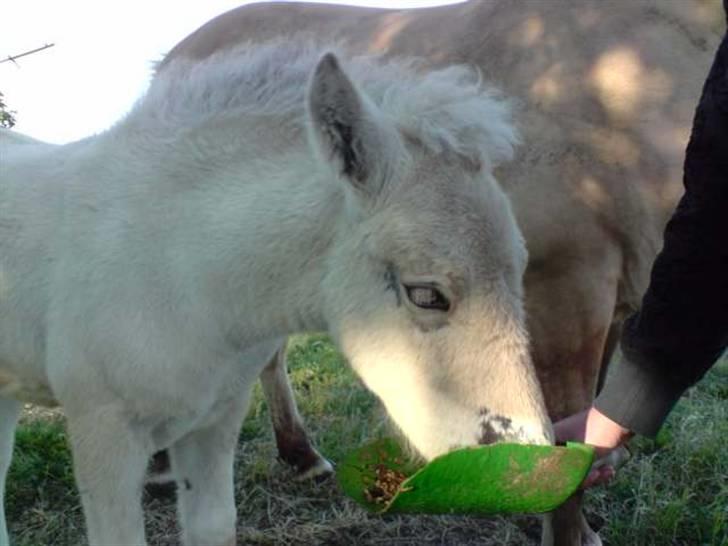 Fjordhest Matica Mousse(Solgt) billede 5