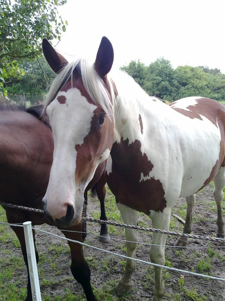 Pinto Kallestrups Phila O´Shar billede 2