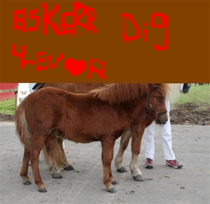 Shetlænder Romeo (solgt) billede 5