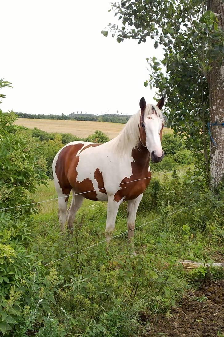 Pinto Kallestrups Phila O´Shar billede 4
