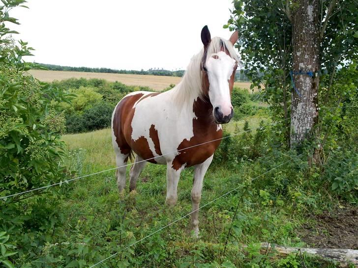 Pinto Kallestrups Phila O´Shar billede 5