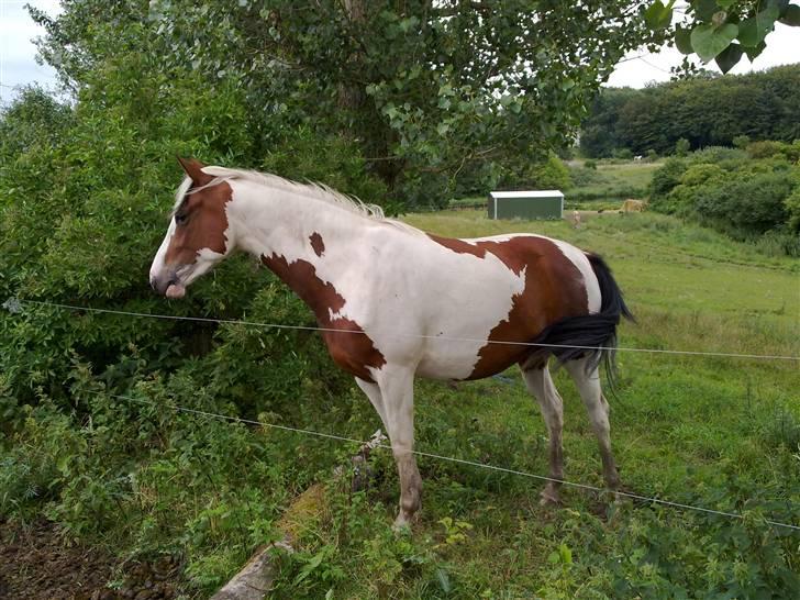 Pinto Kallestrups Phila O´Shar billede 6