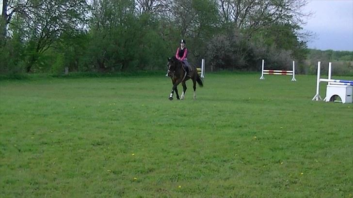 Dansk Varmblod Rinkenæs lucky joy- SOLGT billede 11