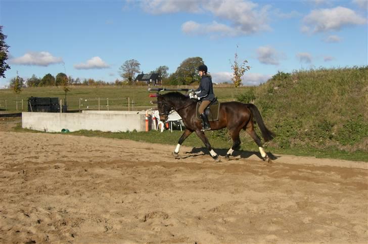Dansk Varmblod Niendamgaards Morgan - Morgan under rytter d.20.10.2009 billede 12
