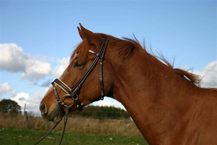 Dansk Varmblod Søndermarkens Romafyrst R.I.P. - Rumle. billede 10