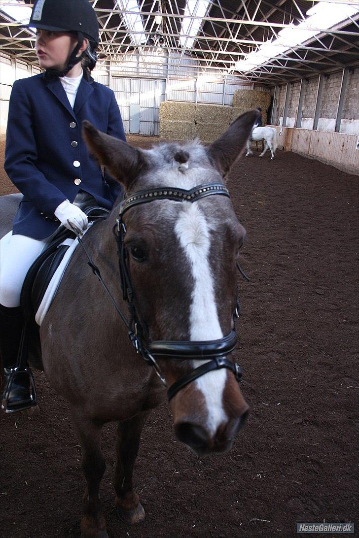 Anden særlig race Mimmi <`3 (SOLGT) - Mimmi 4ever du er altid i mit Hjerte <3<3. billede 2