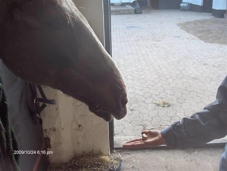 Anden særlig race Mimmi <`3 (SOLGT) - Denne gang får du kun 1 godbid selvom du altid er dygtig - Min skat<3 billede 3