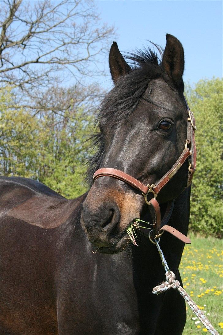 DSP Sputnik Lerkær - SMUKKE!!! billede 14