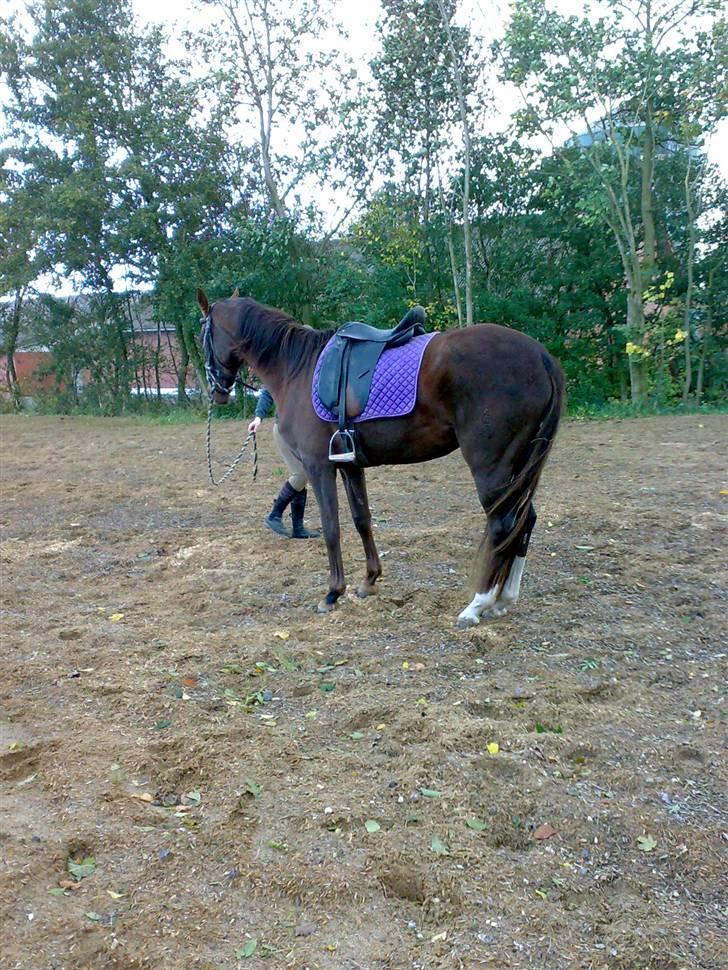 Tysk Oldenburger Awaiting Donna billede 6