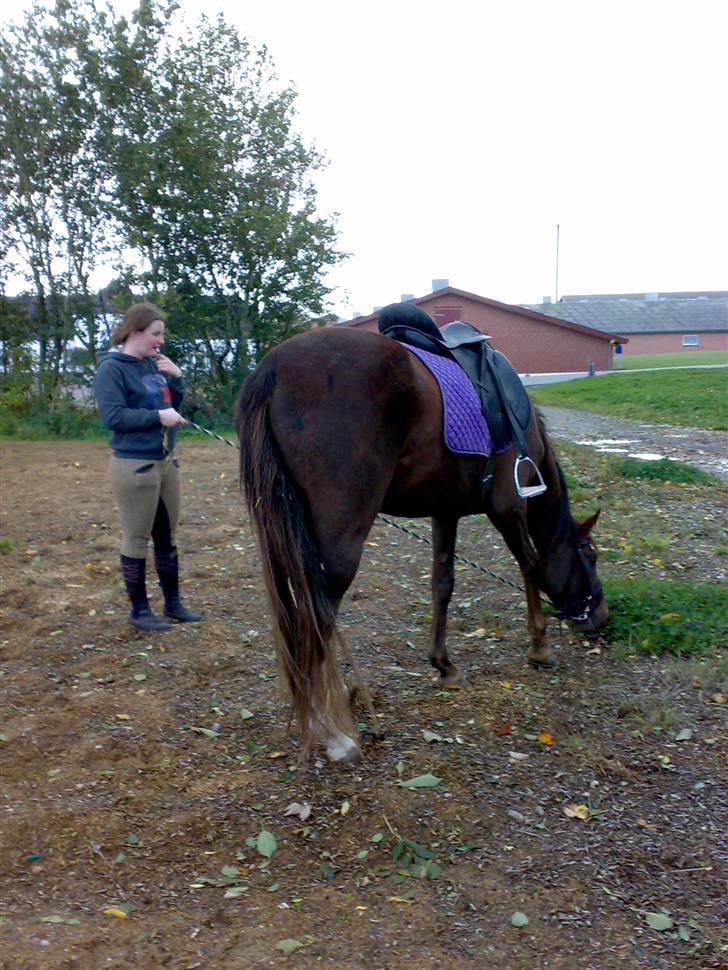 Tysk Oldenburger Awaiting Donna billede 7