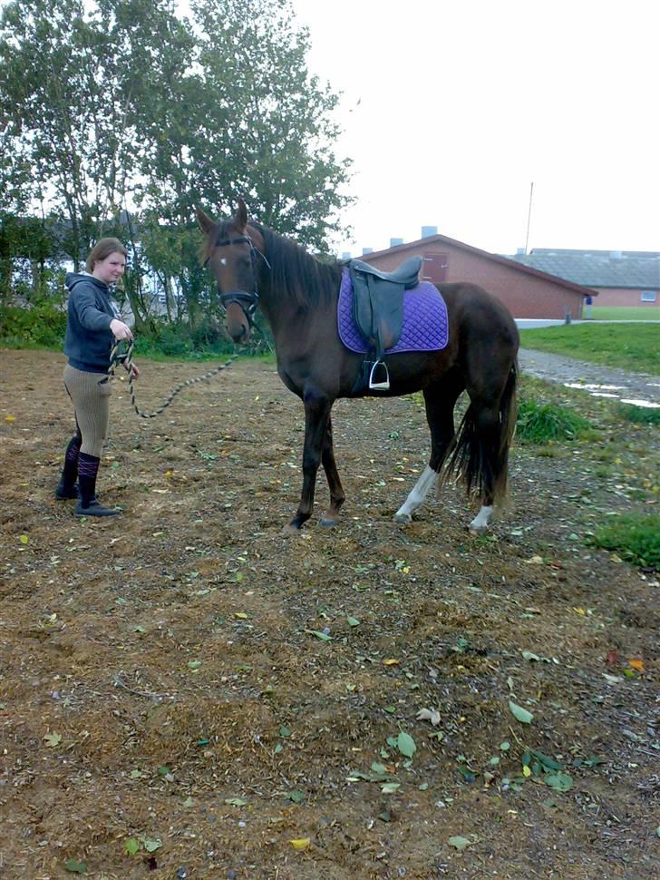 Tysk Oldenburger Awaiting Donna billede 8