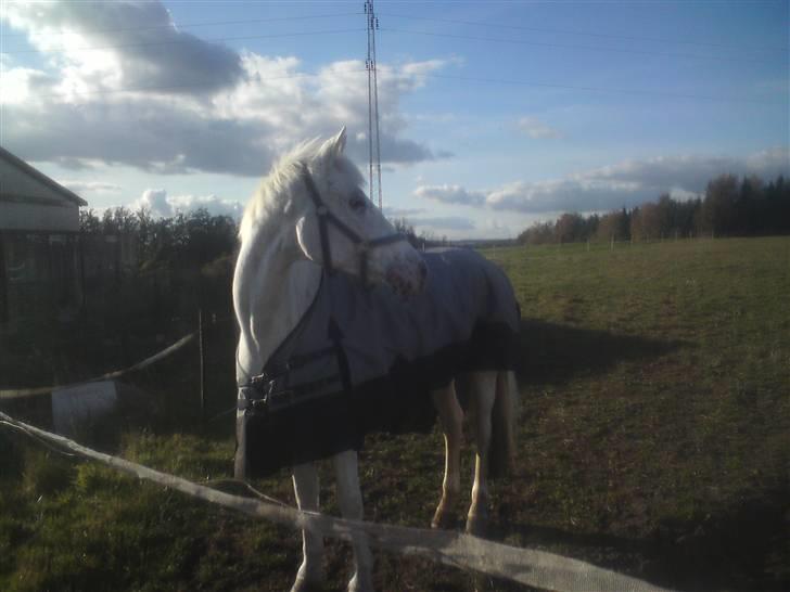 Knabstrupper Zeba <3  - ude åp folden en dag i oktober<3 billede 13