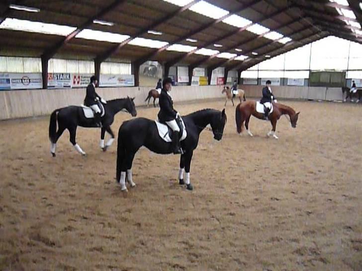 Dansk Varmblod baya - stævne i øor okt. 2009 billede 6