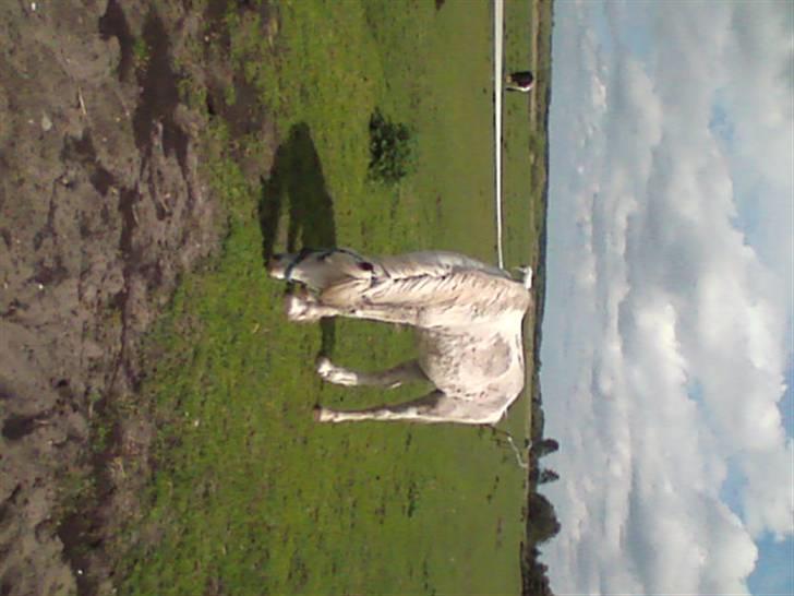 Anden særlig race thor billede 10