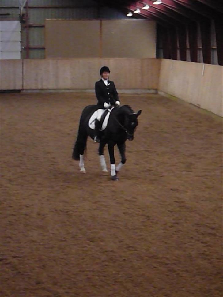 Dansk Varmblod baya - stævne i øor okt. 2009 billede 7