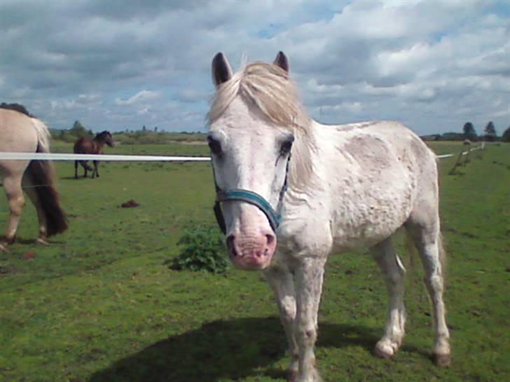 Anden særlig race thor billede 11
