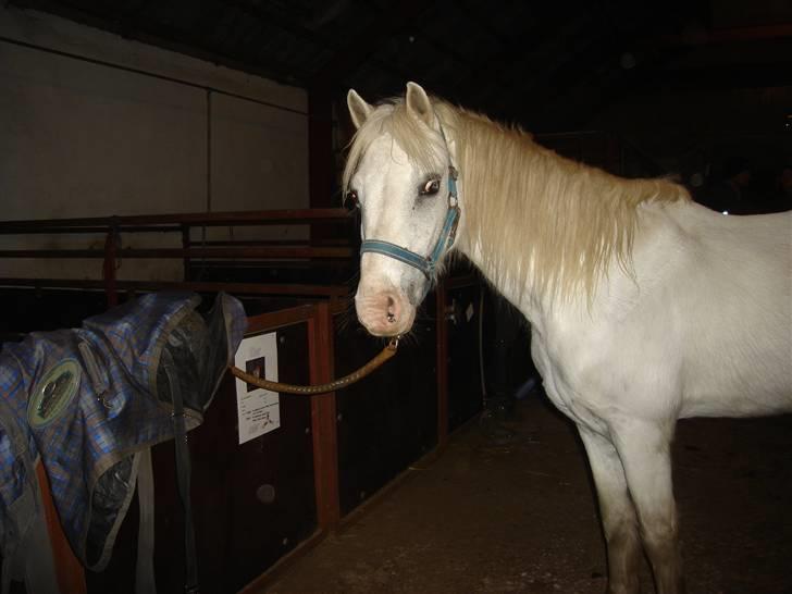 Anden særlig race thor billede 12