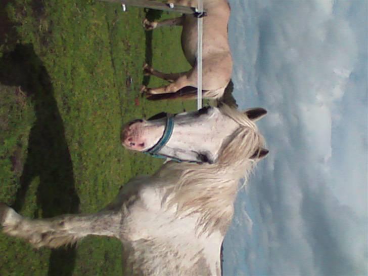 Anden særlig race thor billede 13