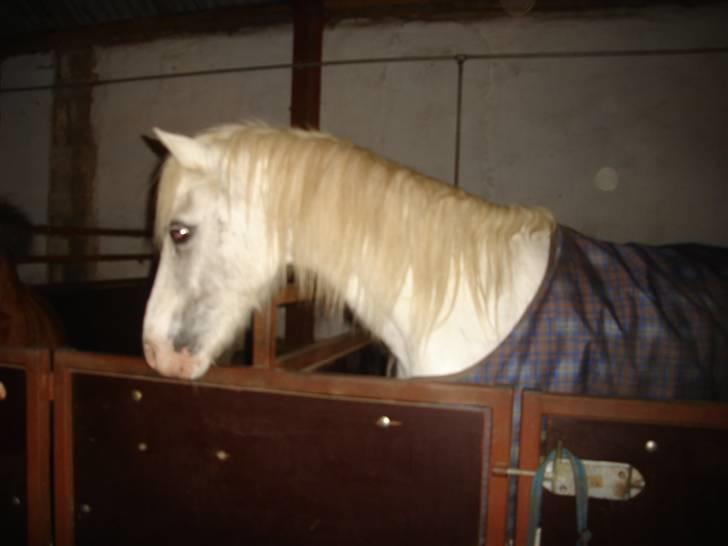 Anden særlig race thor billede 14