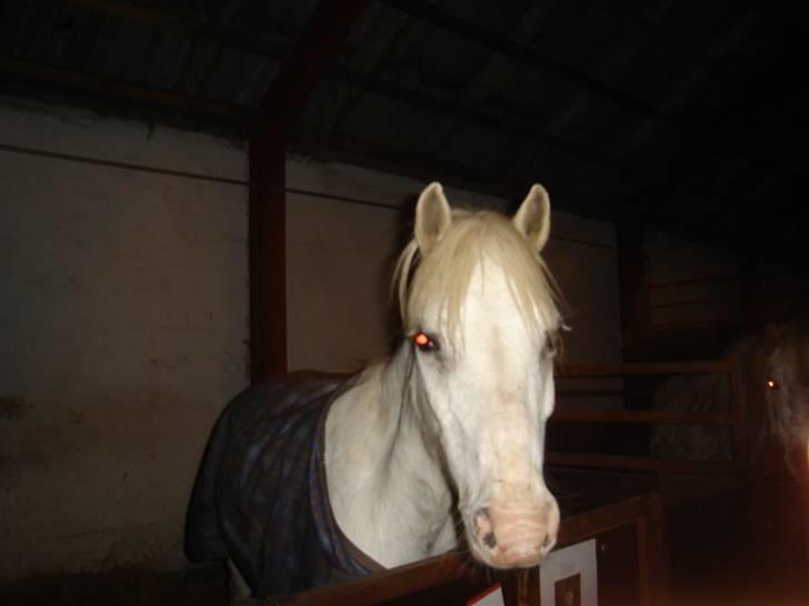 Anden særlig race thor billede 17