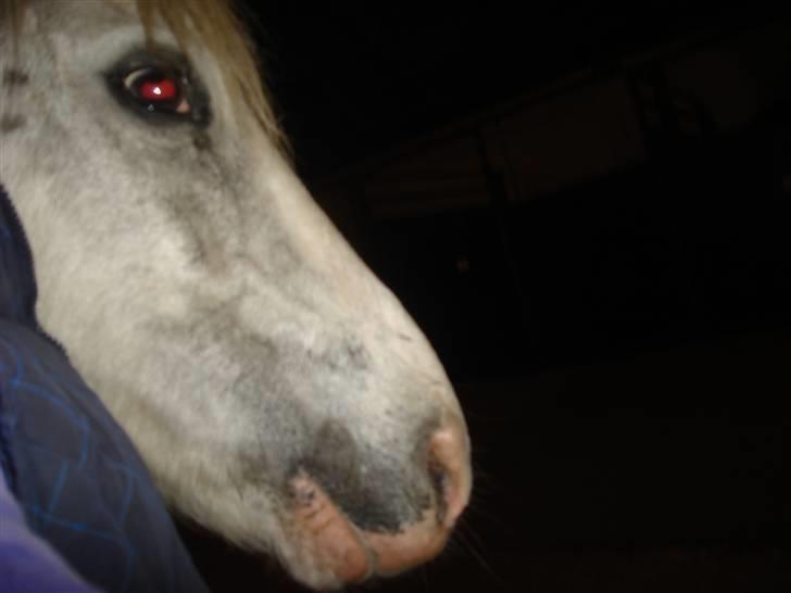 Anden særlig race thor billede 18