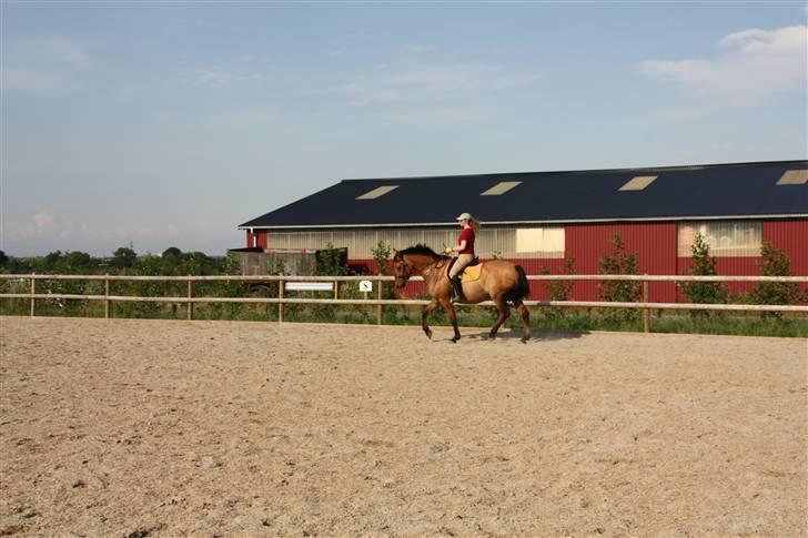 Anden særlig race Callime (Død 2010) - Sommerridning i Sengeløse, 2009 billede 13